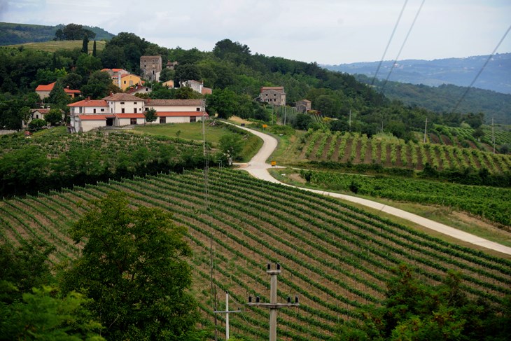 U dugogodišnji se najam daje pola hektara vinograda na ulazu u Brkač (M. MIJOŠEK)